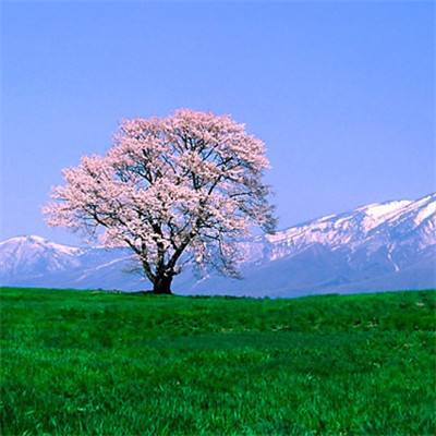 日媒：富士山顶附近发现4人死亡